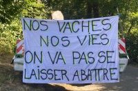 Dermatose Nodulaire Contagieuse : l’abattage systématique, symptomatique d’une agriculture industrielle
