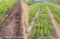 Épandeur maraîcher à compost : en finir avec les compromis entre mal de dos et préjudices agronomiques !